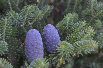 cones on a tree