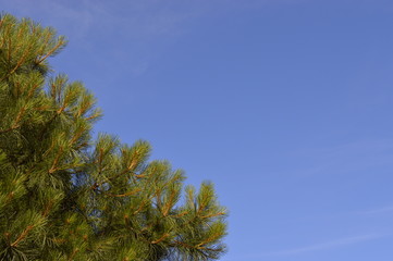 tree and blue sky