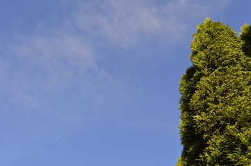 tree and blue sky