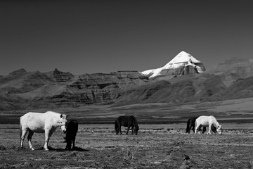 horses in Tibet against the background of mountains