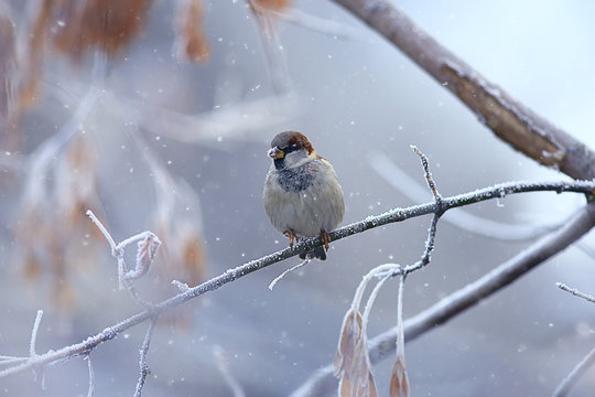 wintering birds / bird flock, winter lake, wild birds on winter lake, seasonal, migratory ducks
