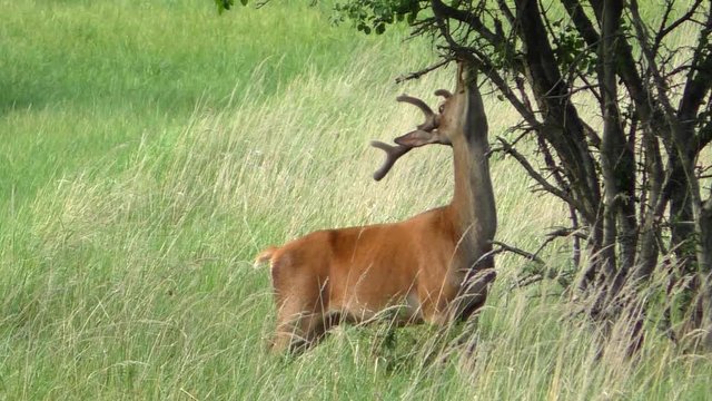 Deer Buck on a meadow stripping bark off a tree