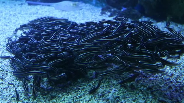 The fish swims and enjoys the sea and its inhabitants