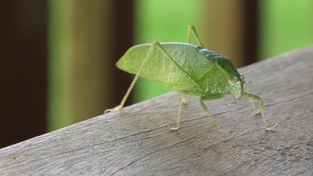 Macro katydid, bush cricket close up view of leaf insect, Tettigoniidae