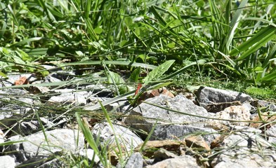 Libellule rouge posée sur une pierre tout près d'un étang