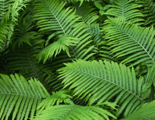 Fototapeta na wymiar beautiful brught green fern background
