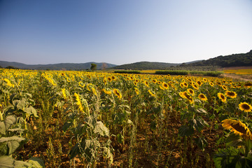 Sunflower fields in Tuscany, Italy