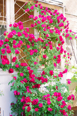 Gardening and growing plants of flowers. A bright red shrub pink rose blooms in summer on a wall in the courtyard of a building with many buds in a decorative garden