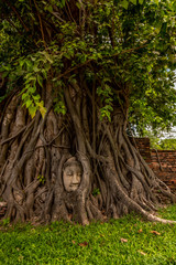 Ayutthaya - Wat Mahathat - Head of buddha in the tree