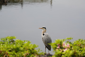 青サギ　サギ　野鳥　鳥　日本の野鳥