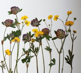 Pressed wild flowers , clover and buttercups, on a white background 