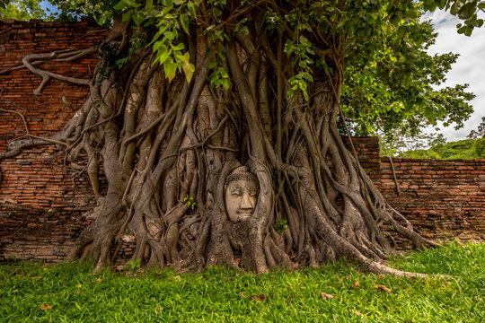 Ayutthaya - Wat Mahathat - Head of buddha in the tree