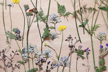 Pressed spring flowers on a wooden background 