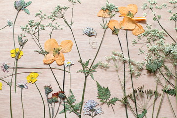 Pressed spring flowers on a wooden background 