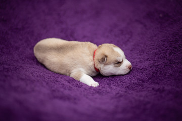 Siberian husky puppy