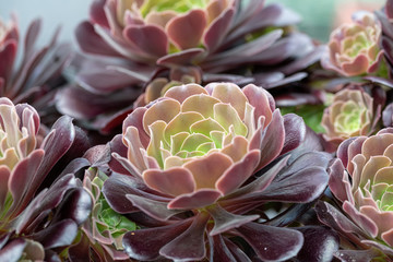 Close up of beautiful Aeonium arboreum var. atropurpureum. .Note: Shallow depth of field