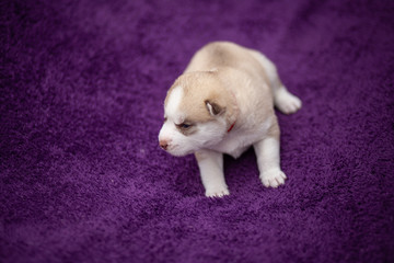 Fototapeta premium siberian husky puppy