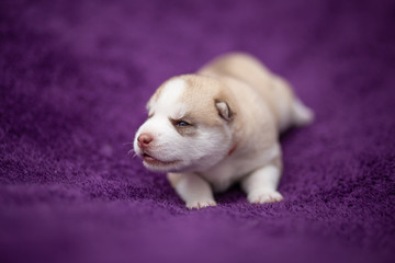 Fototapeta premium Husky puppy