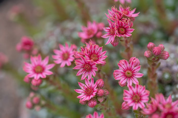 Close up of beautiful Cobweb Houseleek (Sempervivum arachnoideum)