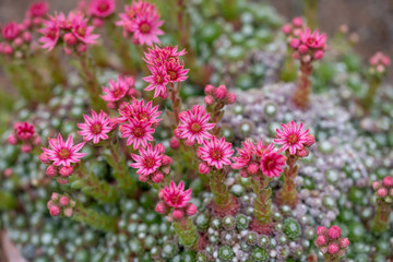 Close up of beautiful Cobweb Houseleek (Sempervivum arachnoideum)