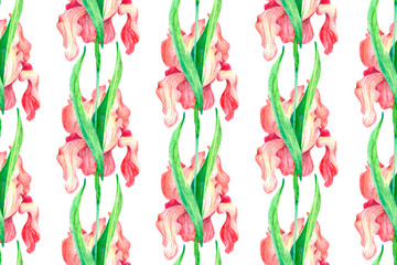 Pattern Red flowers irises on a white background.