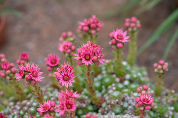 Close up of beautiful Cobweb Houseleek (Sempervivum arachnoideum)