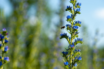 Blueweed flower in bloom