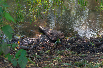 Dead log on a river bank