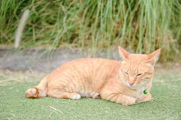 cute cat sleep on green carpet
