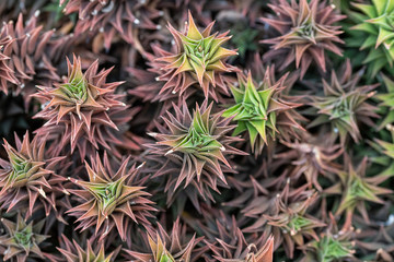Close up of beautiful Haworthia tortuosa. Note: Shallow depth of field