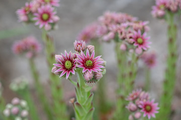Close up of beautiful Sempervivum funckii. Note: Shallow depth of field