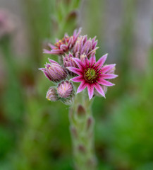 Close up of beautiful Sempervivum funckii. Note: Shallow depth of field