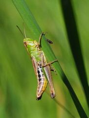 Gemeiner Grashüpfer in der Wiese