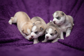 Fototapeta premium Husky puppy