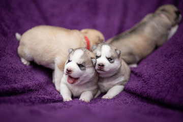 Siberian husky puppies