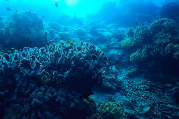 coral reef underwater / lagoon with corals, underwater landscape, snorkeling trip