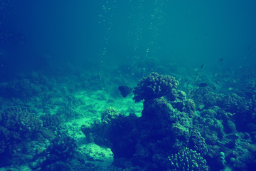 Fototapeta na wymiar coral reef vintage toning / unusual landscape, underwater life, ocean nature