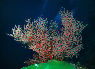 coral reef underwater / lagoon with corals, underwater landscape, snorkeling trip