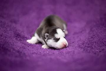 husky puppy