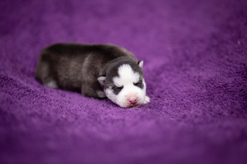 siberian husky puppy