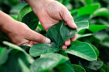 Close up of senior farmer hands examining soybean crop in field, hi is looking at caterpillar on leaf. - obrazy, fototapety, plakaty