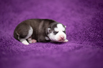 husky puppy