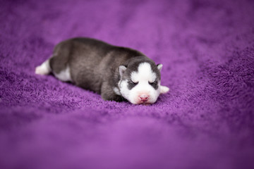 Siberian husky puppy