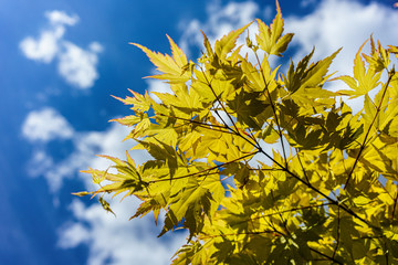 Japanischer Ahorn - Blatt