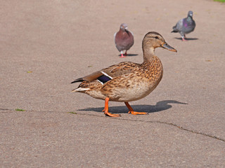 Duck on the street