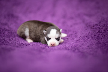 Husky puppy