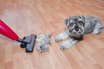 Vacuum cleaner, ball of wool hair of pet coat and schnauzer dog on the floor.   Shedding of pet...