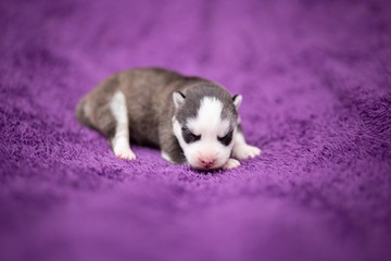 Siberian husky puppy