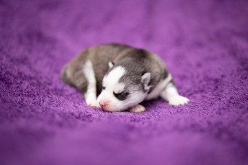 sleeping husky puppy