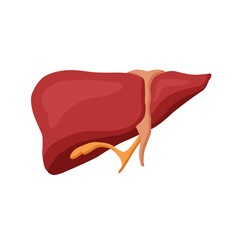 human liver vector illustration